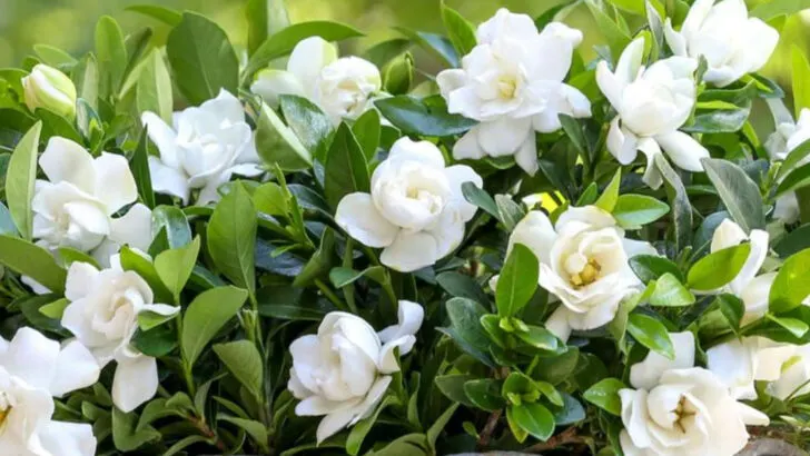 Garden Therapy: 10 Sensory Plants to Create a Calming June Oasis