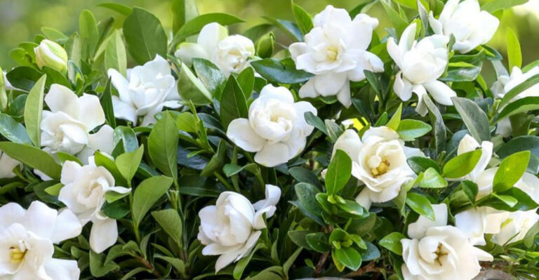 Garden Therapy: 10 Sensory Plants to Create a Calming June Oasis