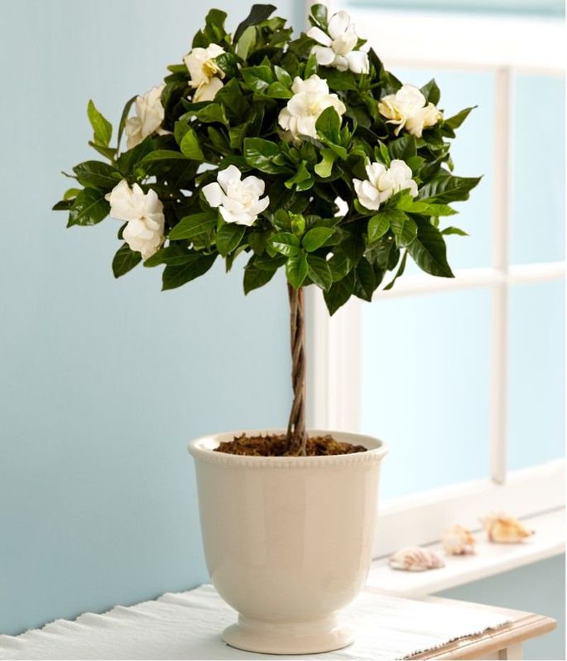 Gardenia