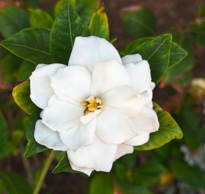 Gardenia