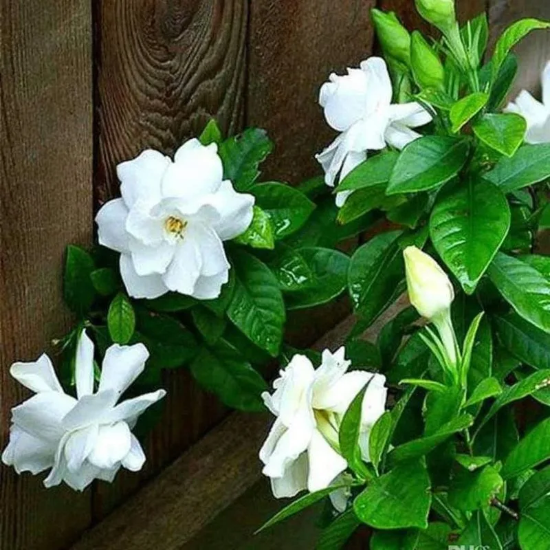 Gardenia