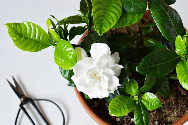Gardenia