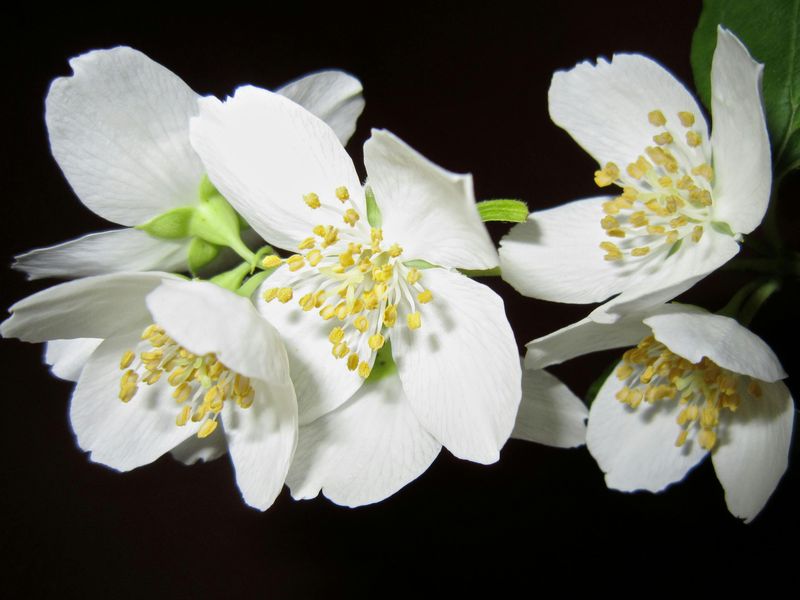 Gardenia