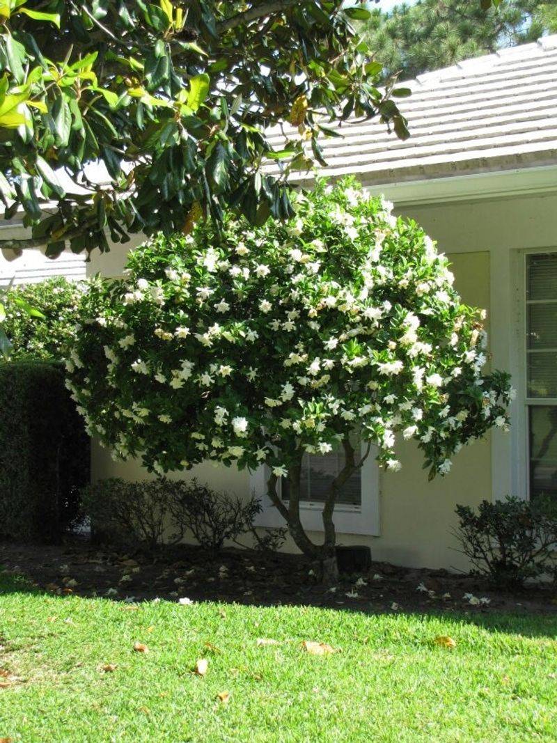 Gardenia