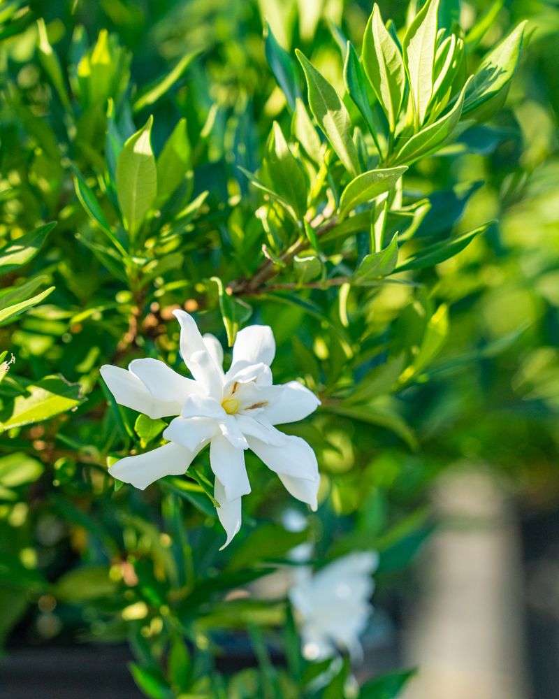 Gardenia