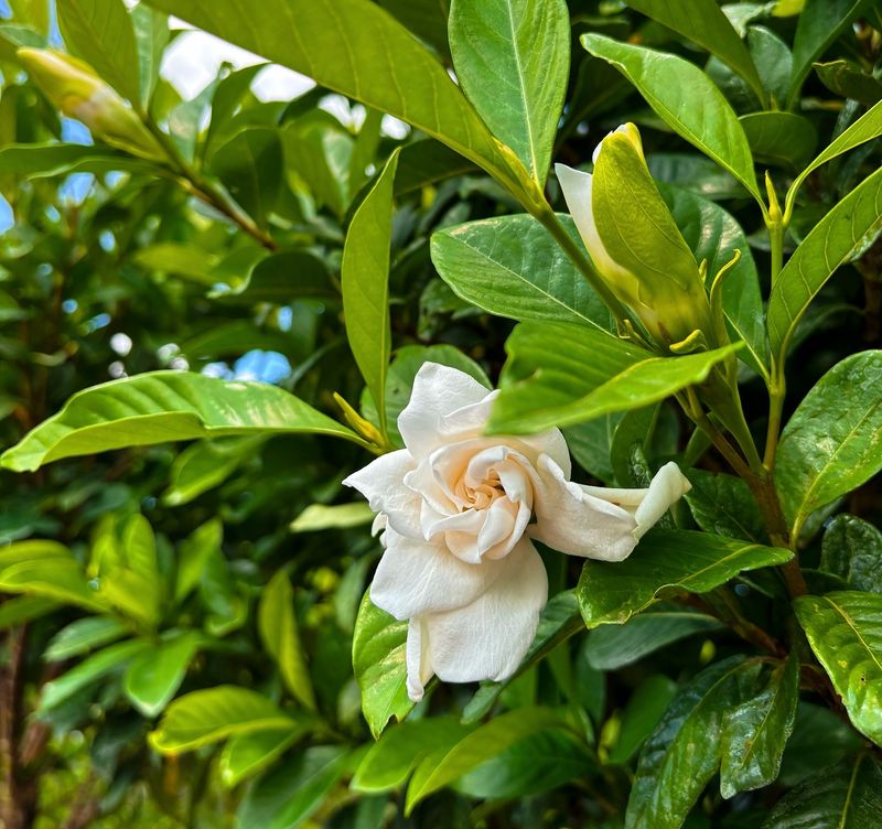 Gardenia Augusta