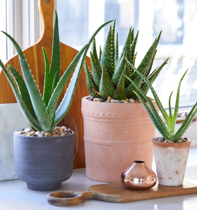 Aloe Vera