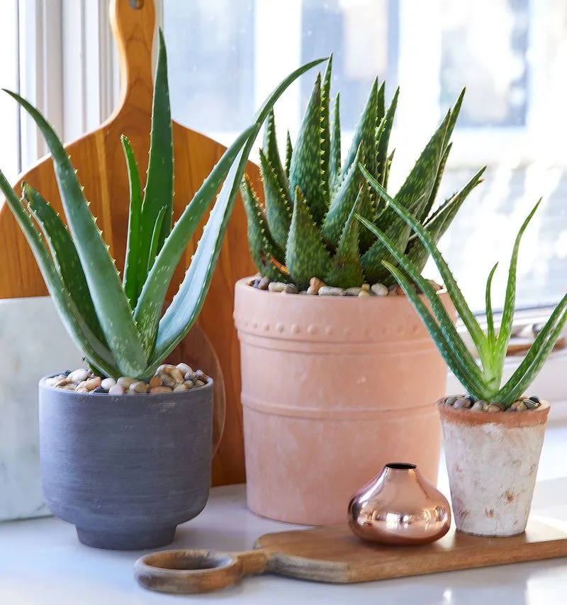 Aloe Vera