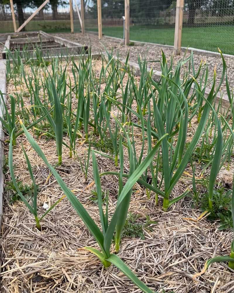 Garlic