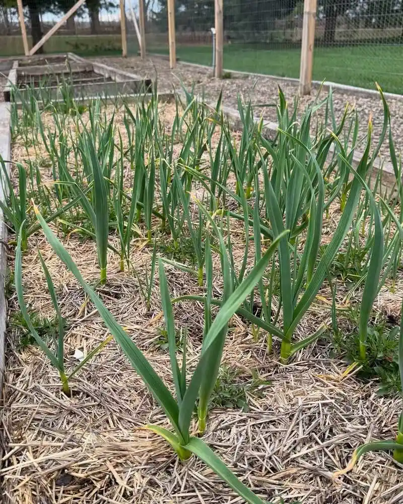 Garlic