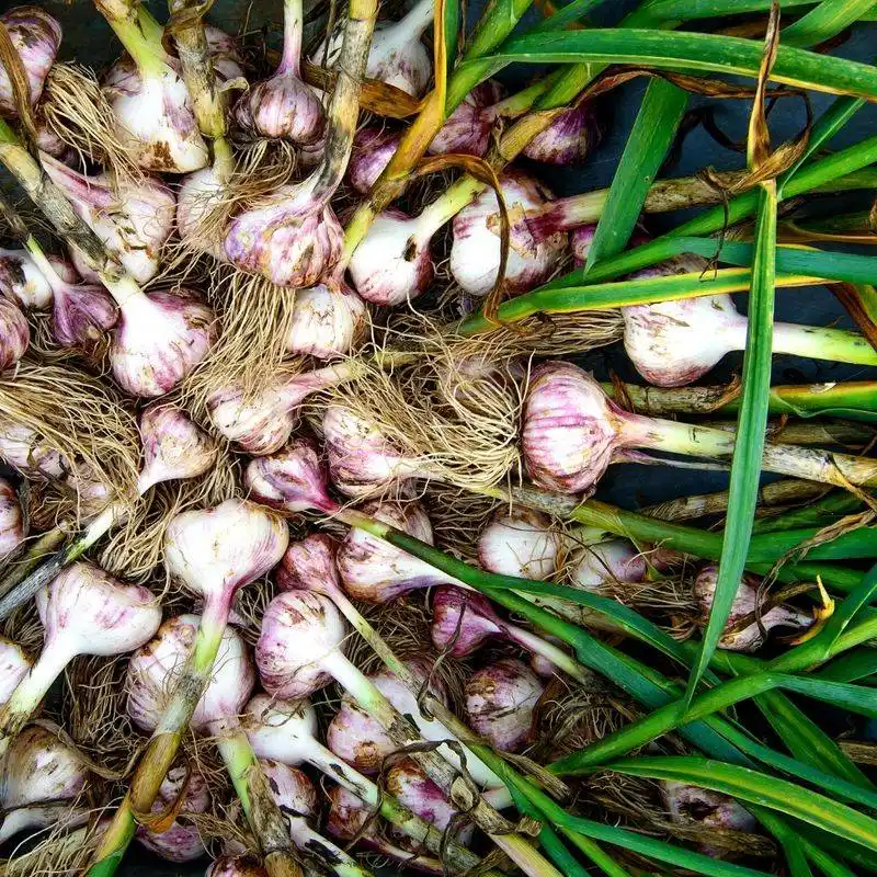 Garlic