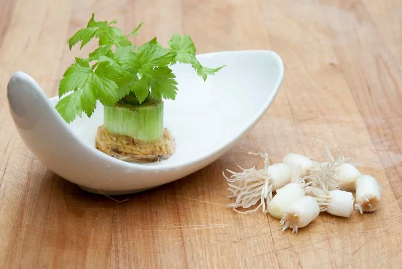Garlic