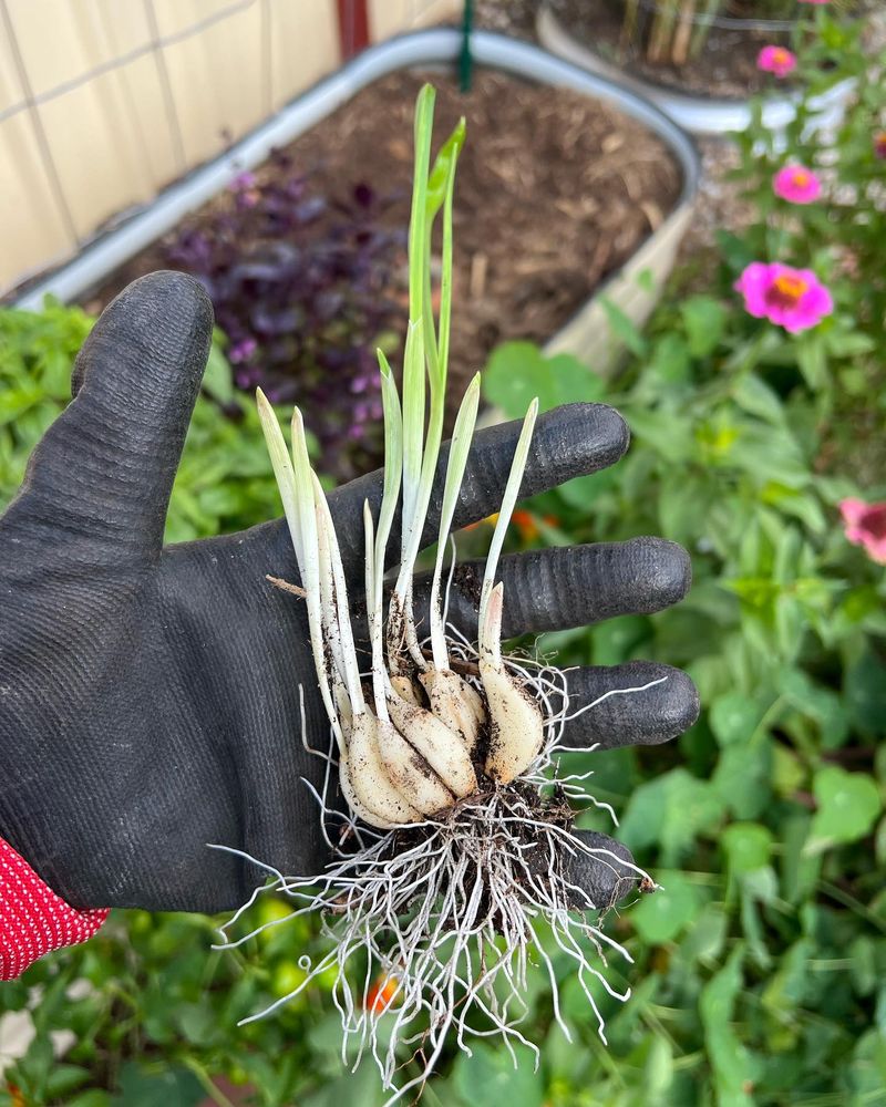 Garlic