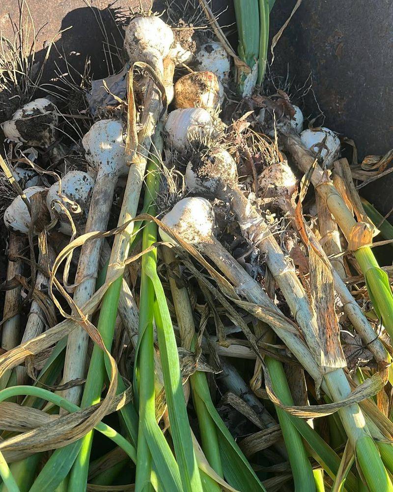 Garlic