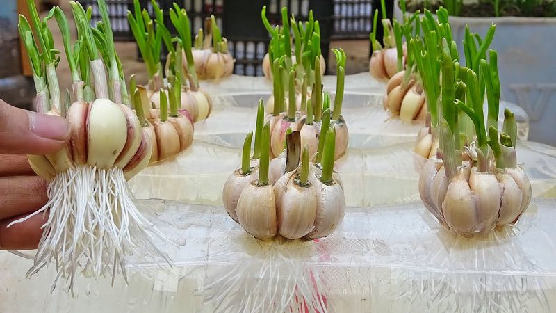 Garlic