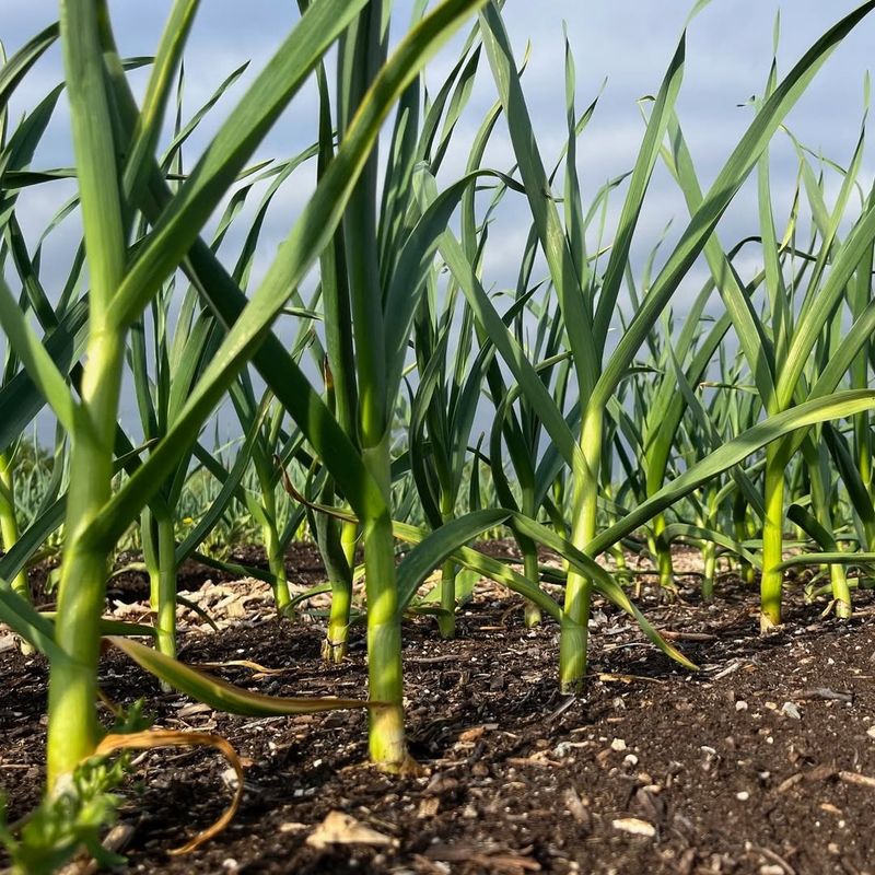 Garlic