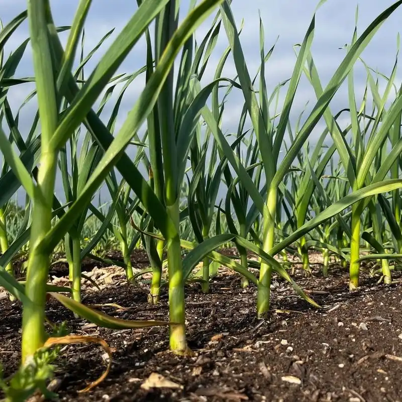 Garlic