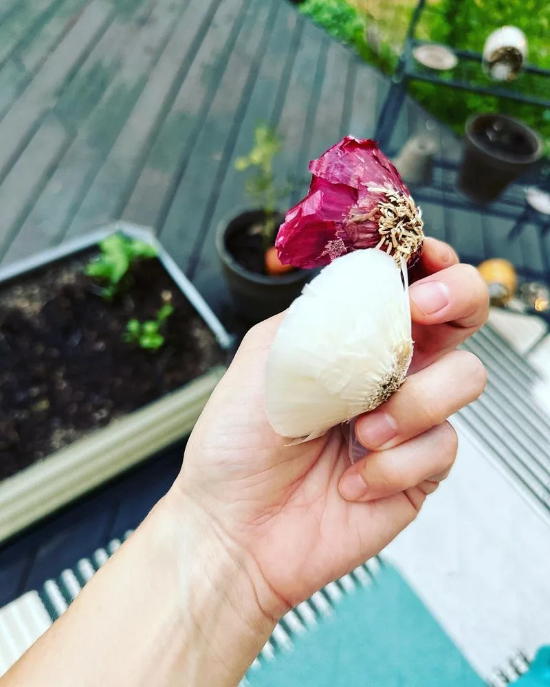 Garlic