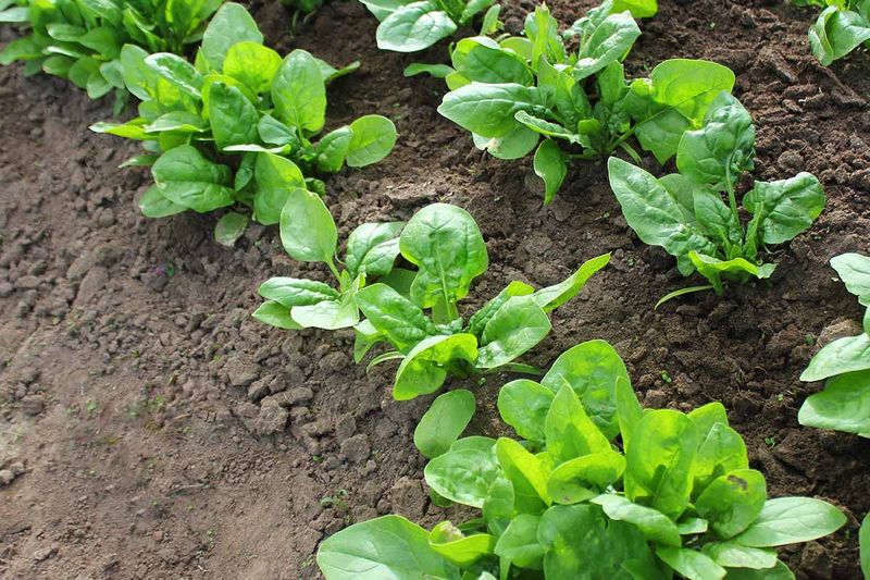 Spinach