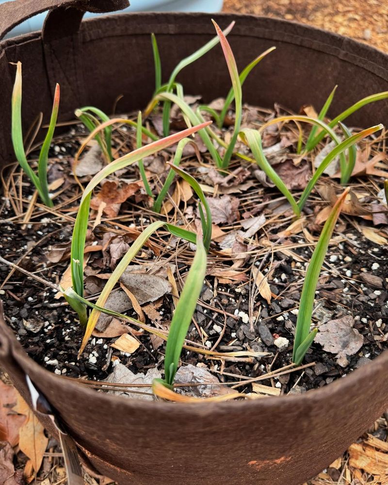 Garlic
