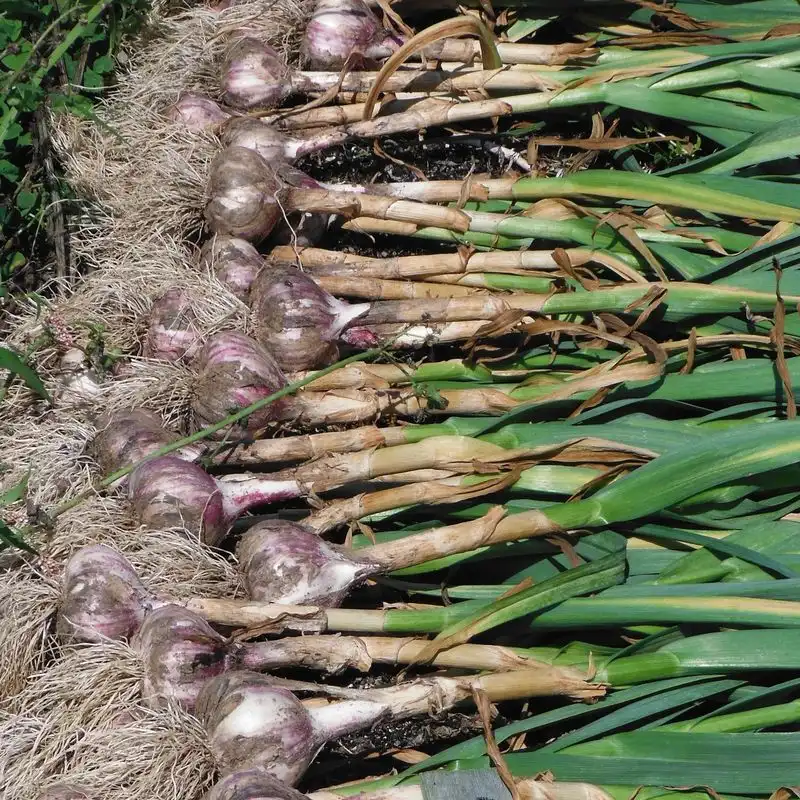 Garlic