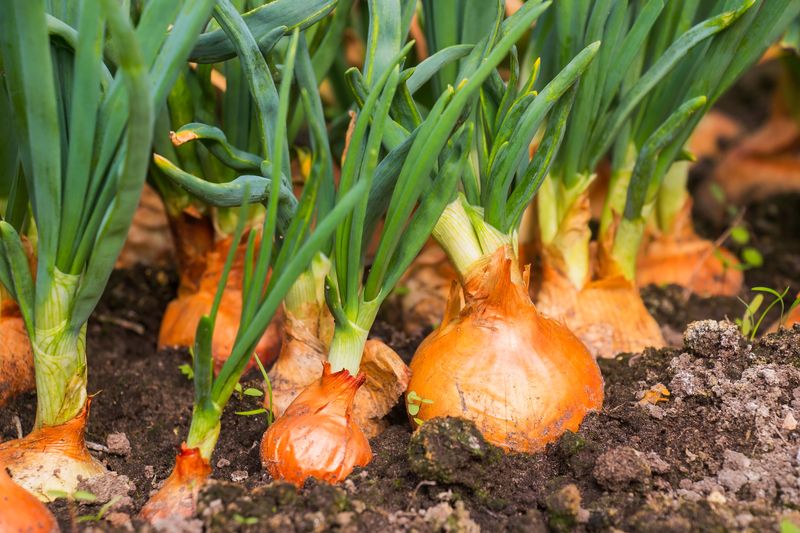 Onions