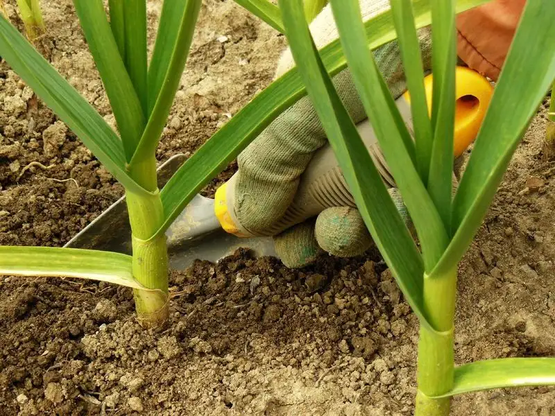 Garlic