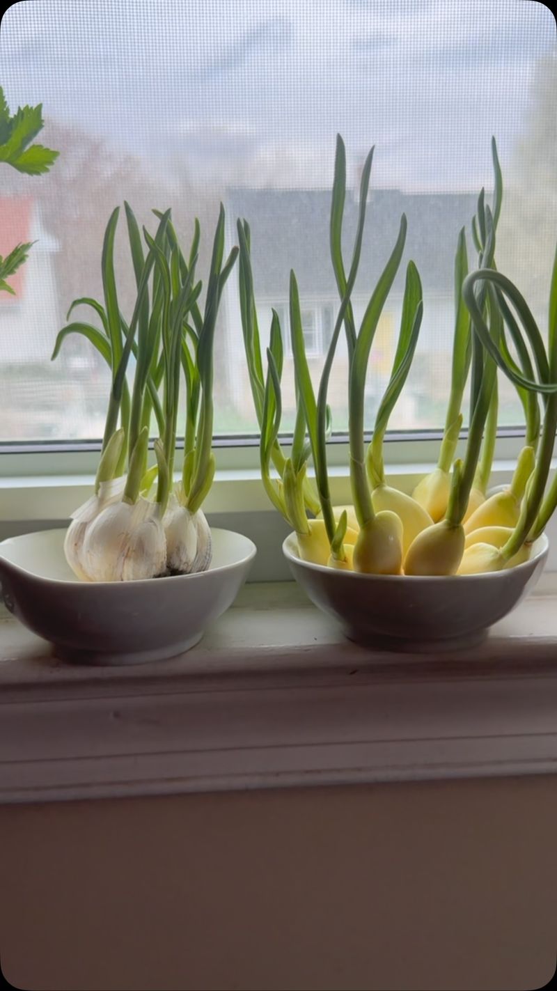 Garlic Clove Planting