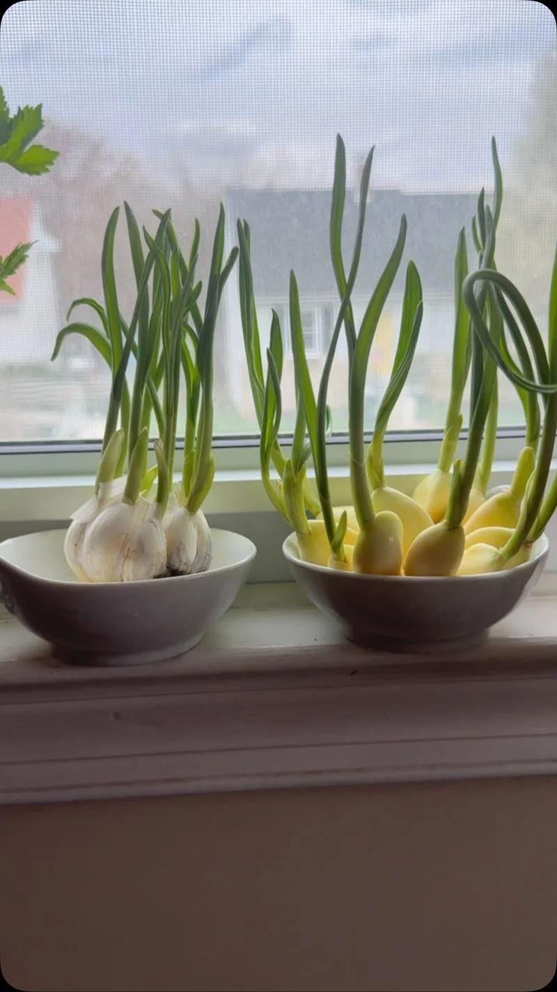 Garlic Clove Planting