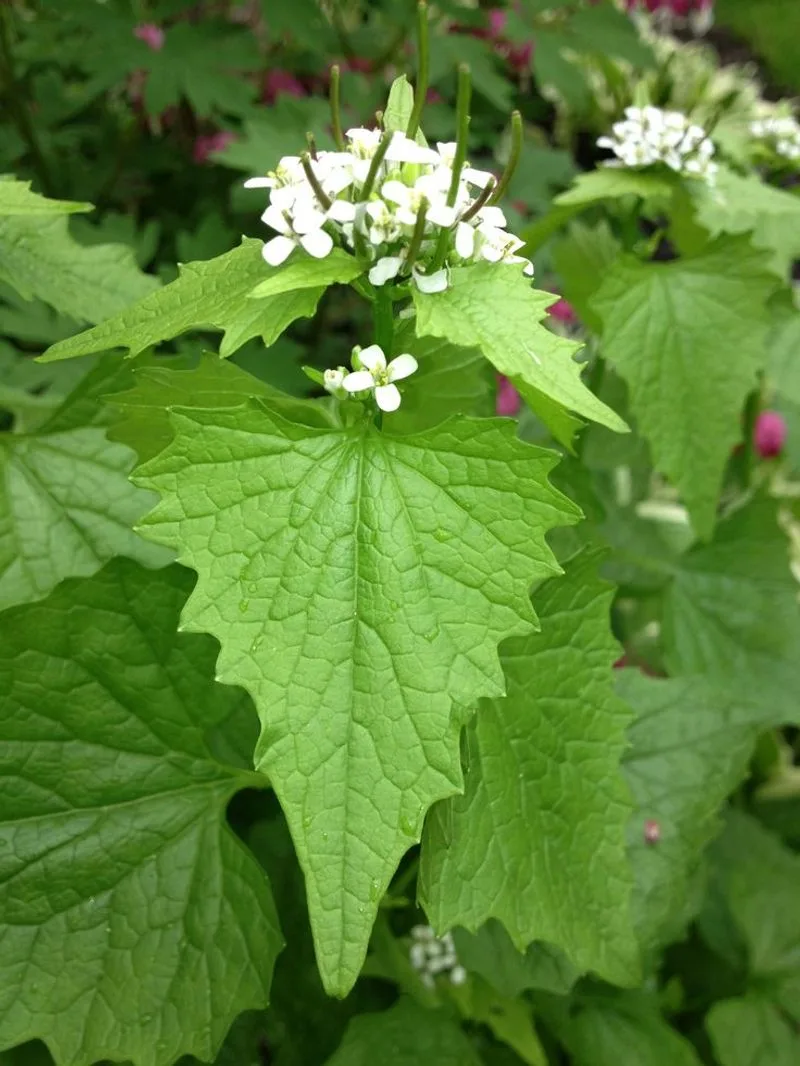 Garlic Mustard