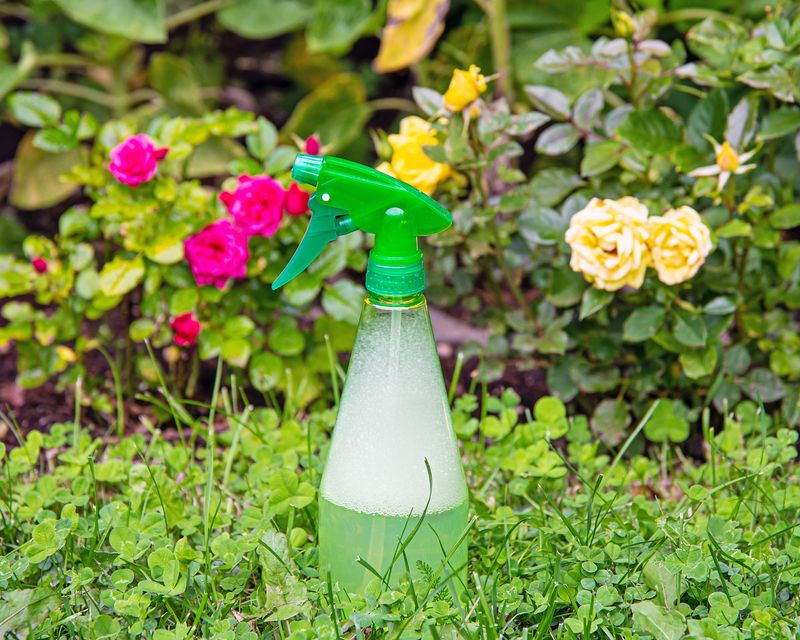 Garlic Pest Spray