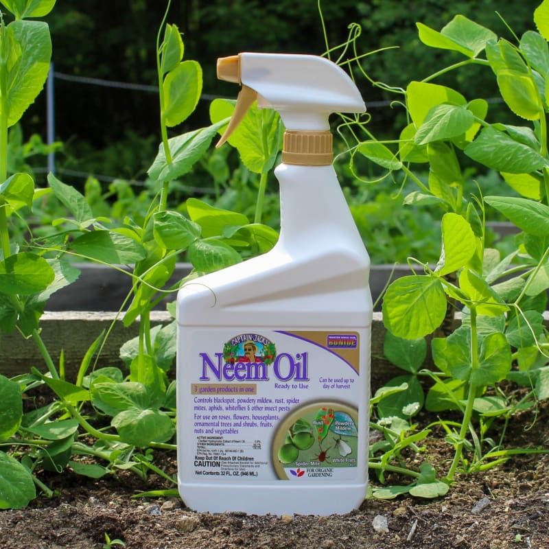 Neem Oil