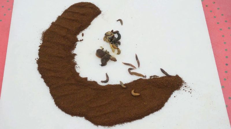Coffee Grounds