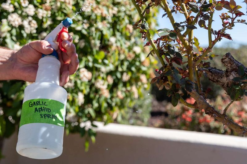 Garlic Spray Insect Repellent