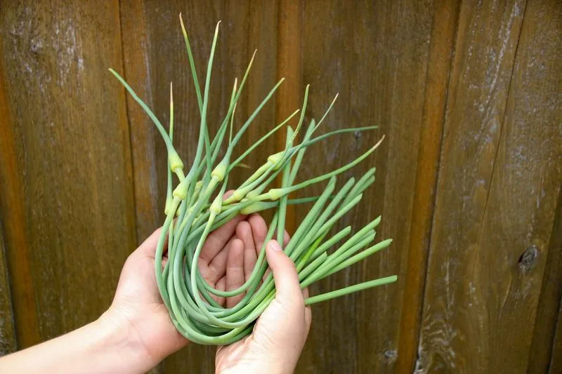 Garlic Sprouts