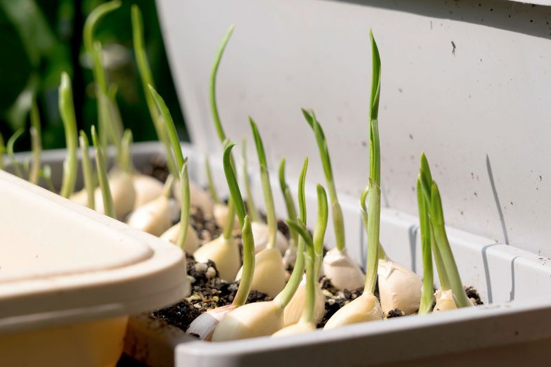 Garlic Sprouts