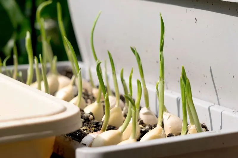 Garlic Sprouts