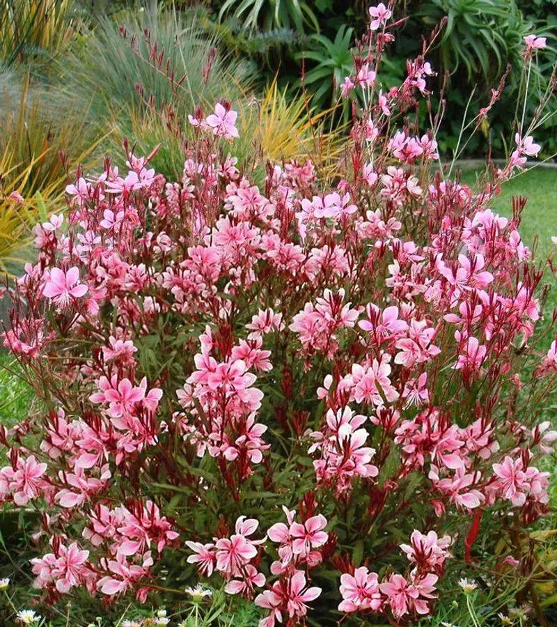 Gaura