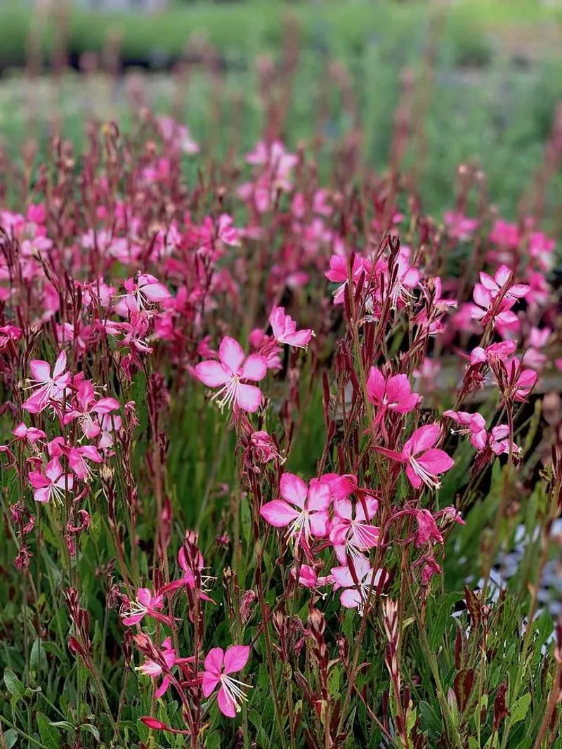 Gaura