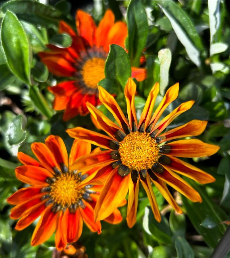 Gazania