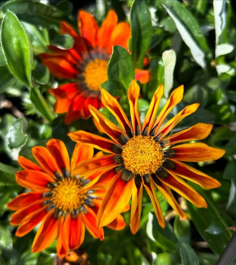 Gazania