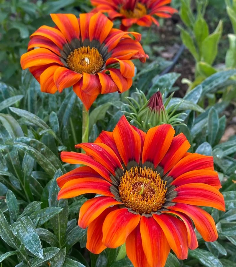 Gazania