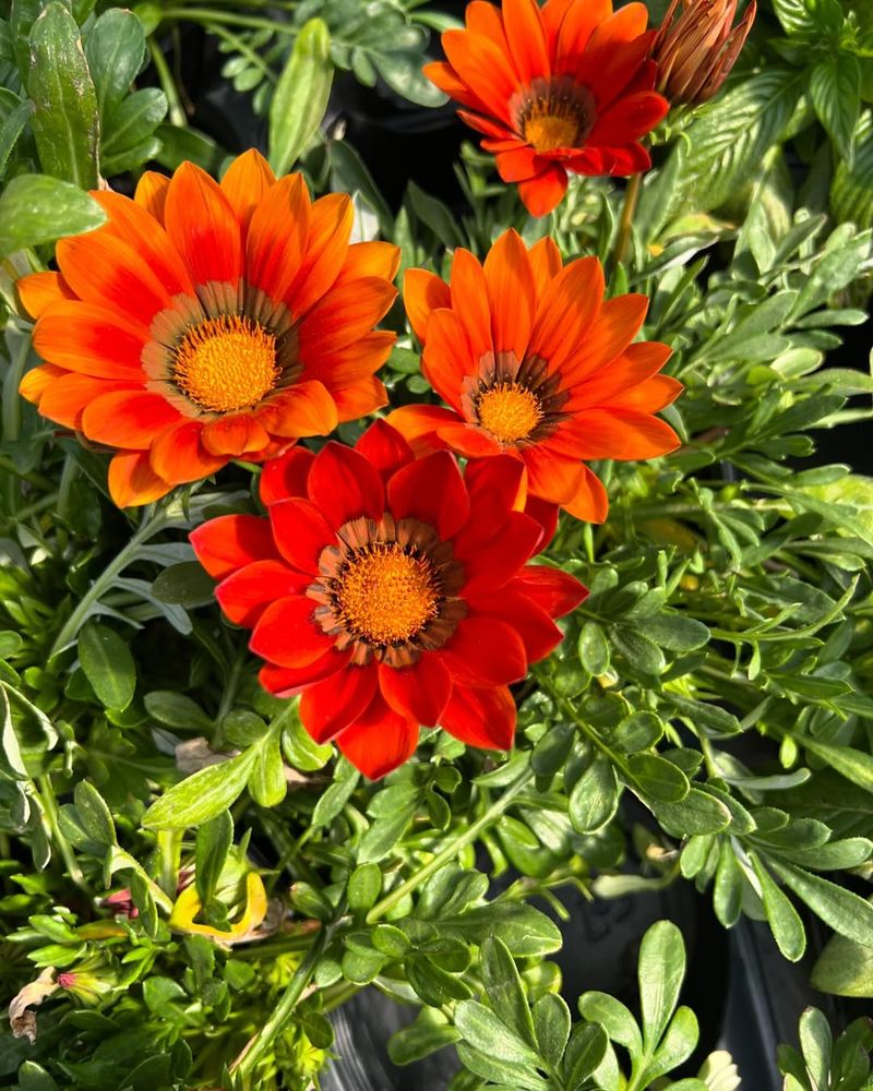Gazania