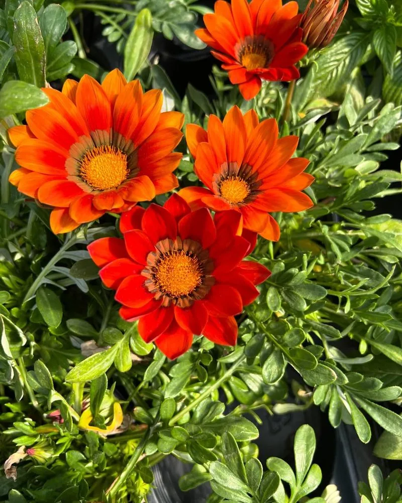 Gazania