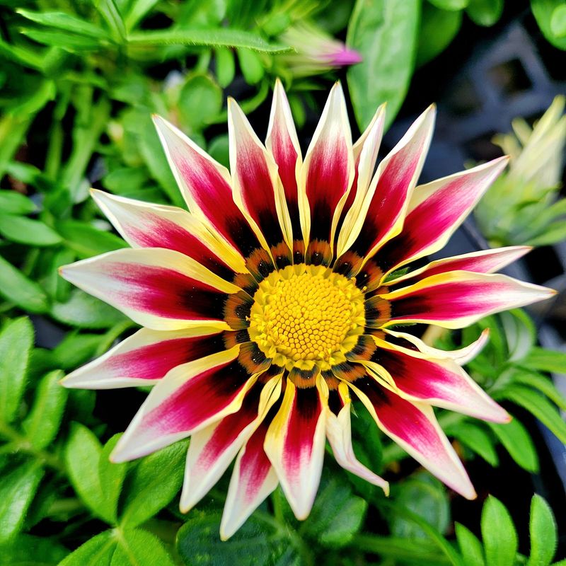 Gazania