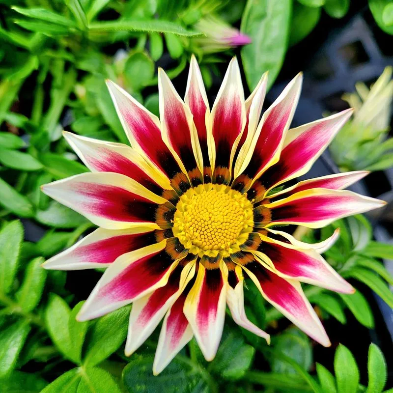 Gazania