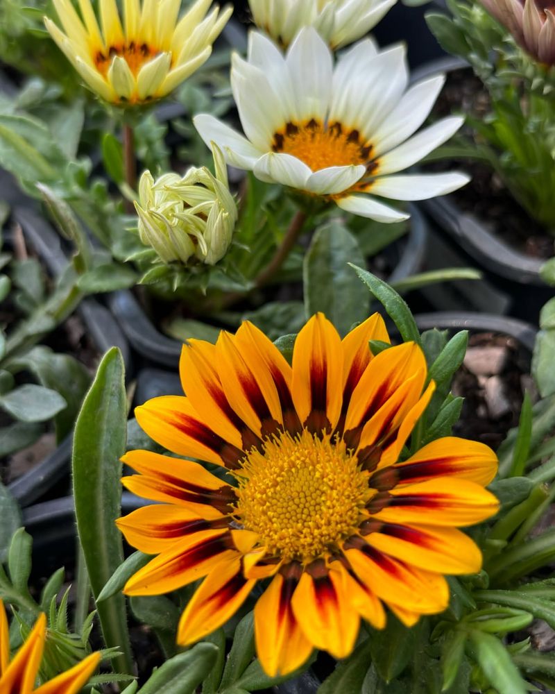 Gazania