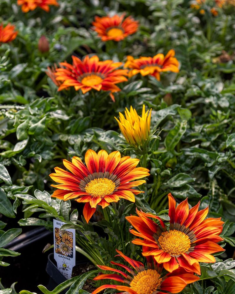 Gazania