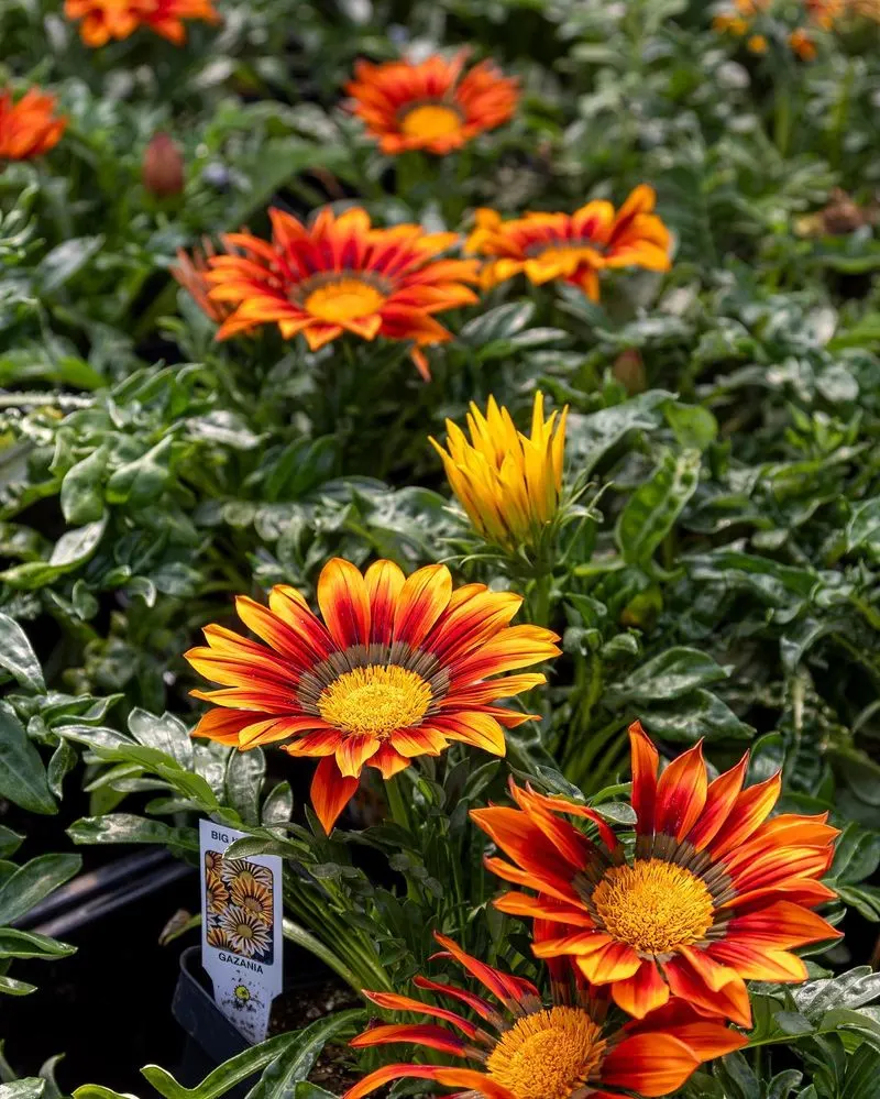 Gazania