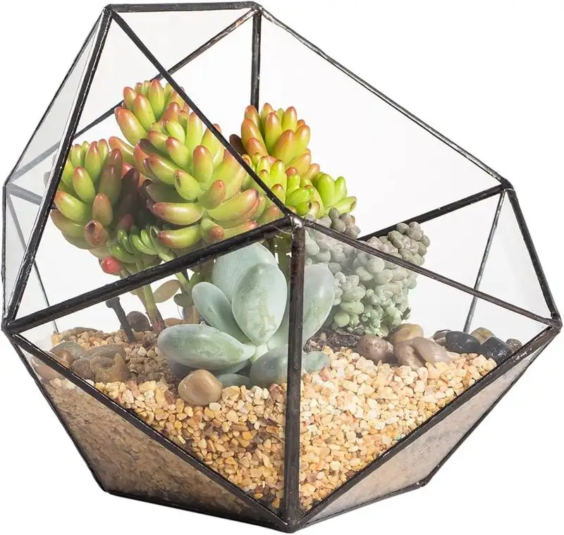 Geometric Cactus Garden